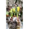 Kép 3/3 - Tulipán kosárban vagy üvegben