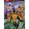 Kép 3/3 - Papucs orchidea - Phapiopedilum sp.