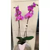 Kép 4/7 - Orchidea - Phalaenopsis 