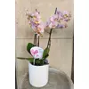 Kép 6/7 - Orchidea - Phalaenopsis 