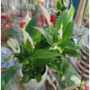 Kép 2/2 - Vitorlavirág - Spathiphyllum wallisii