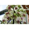 Kép 1/7 - Orchidea - Phalaenopsis 