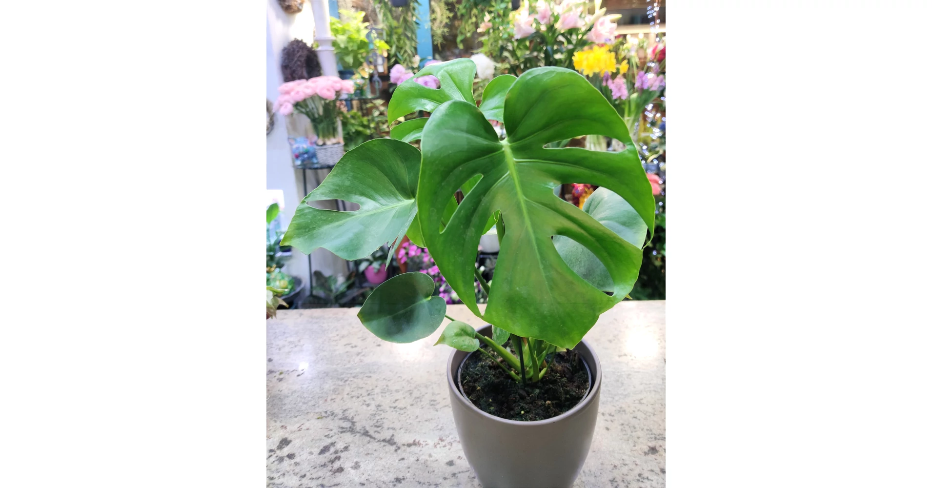 Knnyezplma - Monstera deliciosa - Cserepes virg - F-Fa-Virg