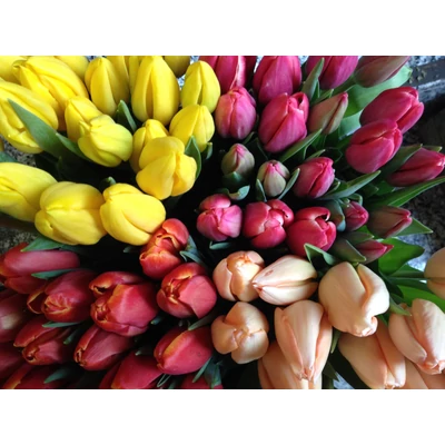 Tulipán