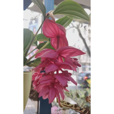 Pompás medinilla - medinilla magnifica