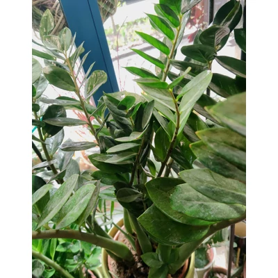 Agglegénypálma nagy - Zamioculcas zamiifolia