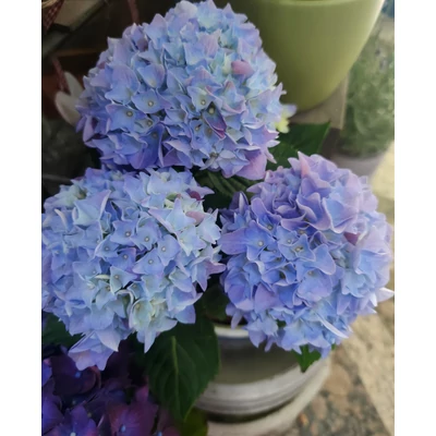 Hortenzia kicsi - Hydrangea sp.