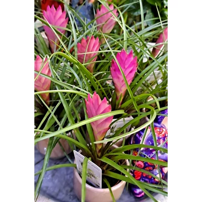 Szakállbromélia - Tillansia cyanea