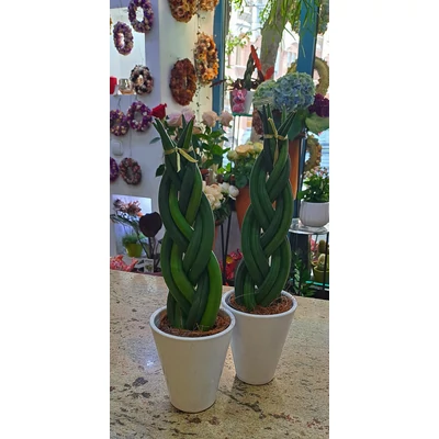 Hengeres anyósnyelv  - Sansevieria cylindrica