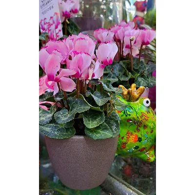 Ciklámen kicsi - Cyclamen persicum