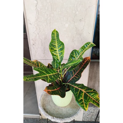 Kroton - Codiaeum variegatum