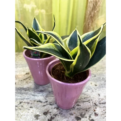 Szobai szanszeviéria kicsi - Dracaena sp.