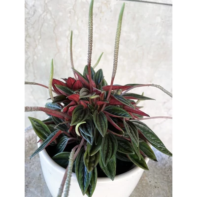 Törpebors - Peperomia sp.