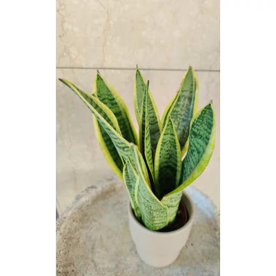 Szobai szanszeviéria - Dracaena trifasciata