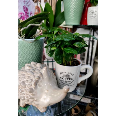 Kávécserje - Coffea arabica