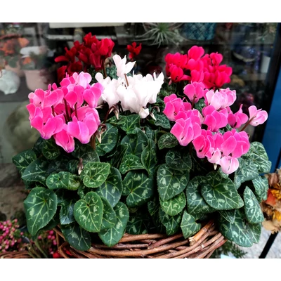 Ciklámen  - Cyclamen persicum