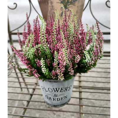 Csarab - Calluna vulgaris