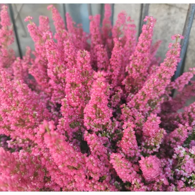 Vékony hanga - Erica gracilis