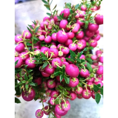 Mirtuszhanga - Gaultheria mucronata