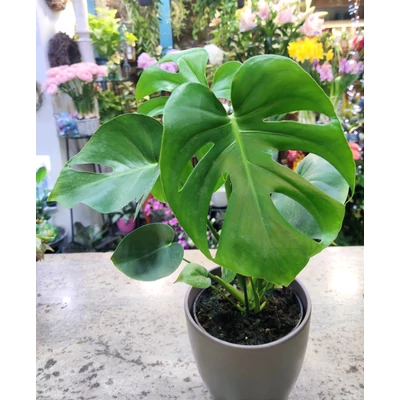 Könnyezőpálma - Monstera deliciosa