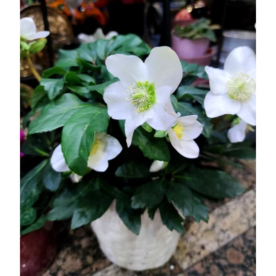 Fekete hunyor - helleborus niger