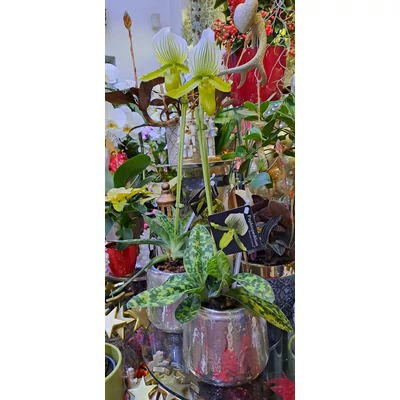 Papucs orchidea - Phapiopedilum sp.