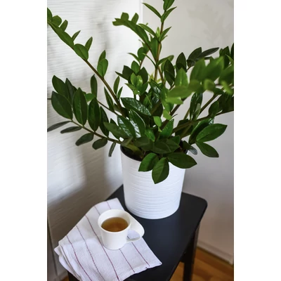 Agglegénypálma - Zamioculcas zamiifolia