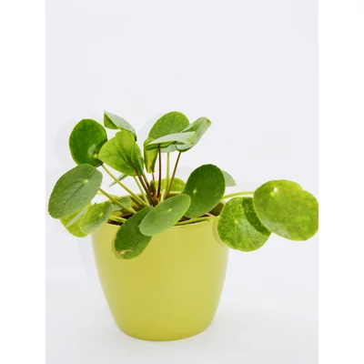 Pénzlevelű pilea - Pilea peperomioides