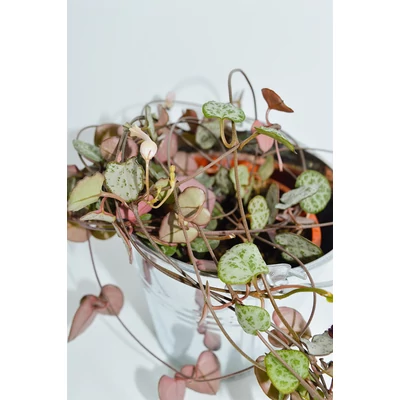 Ámpolna gyertyavirág - Ceropegia woodii