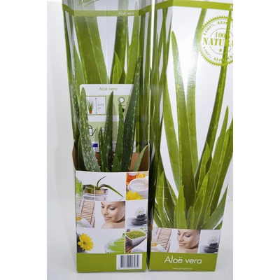 Aloé - Aloe vera