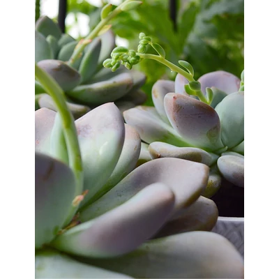 Bársonyos levélrózsa - Echeveria sp.