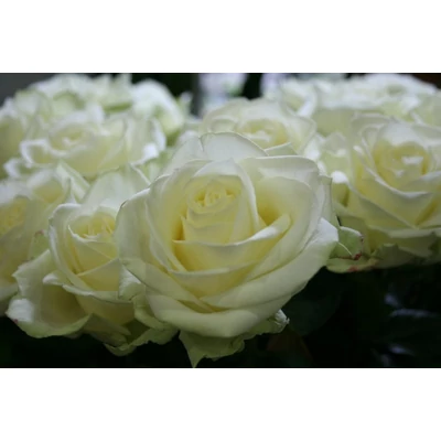 fehér rózsa csokor