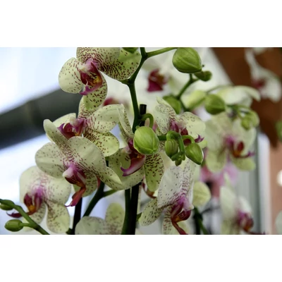 Orchidea - Phalaenopsis 