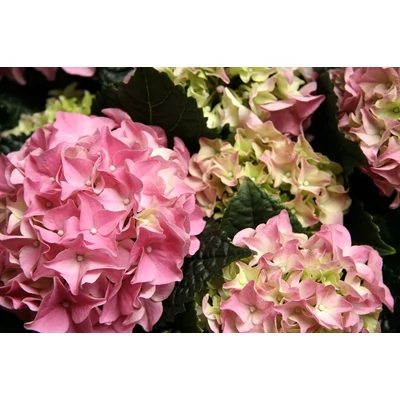 Hortenzia - Hydrangea sp.