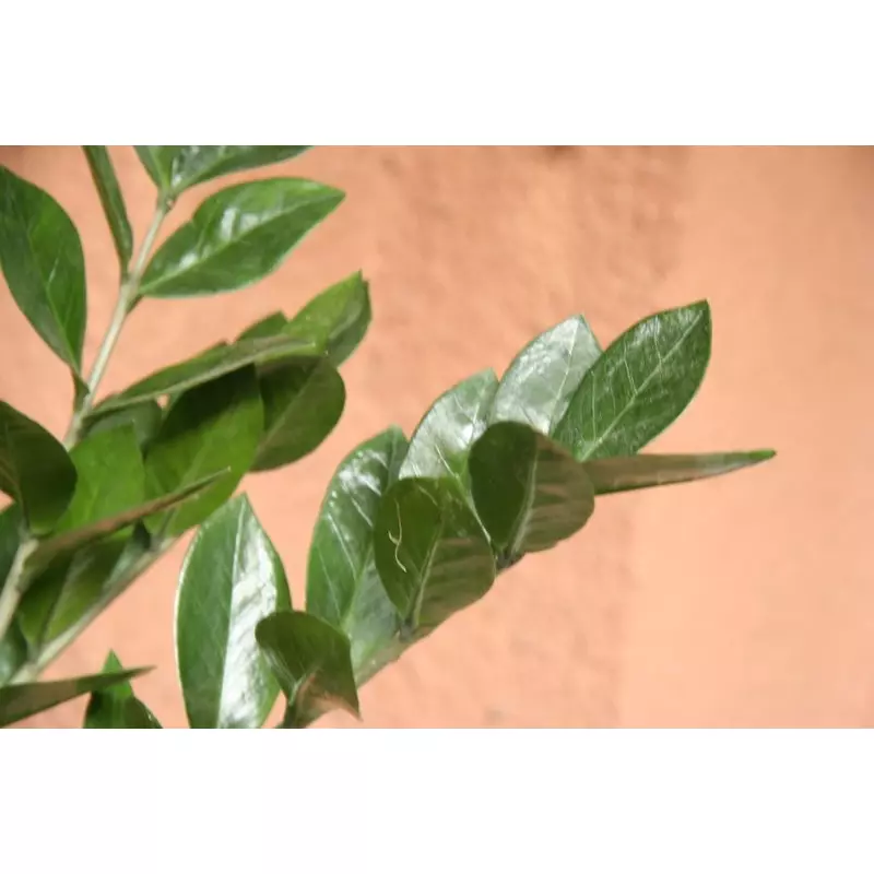 Agglegénypálma - Zamioculcas zamiifolia