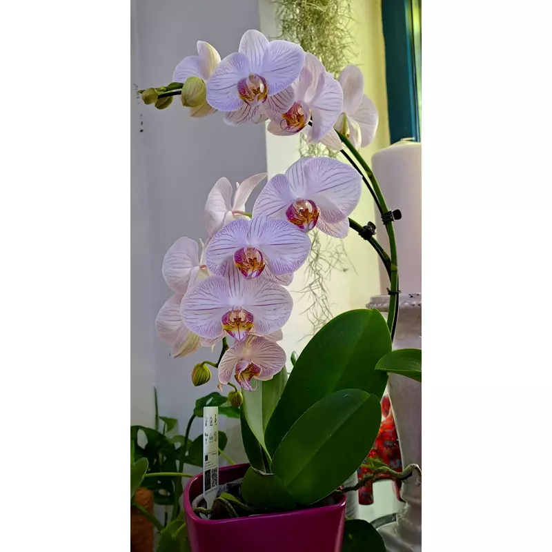 Íves orchidea extra - Phalaneopsis