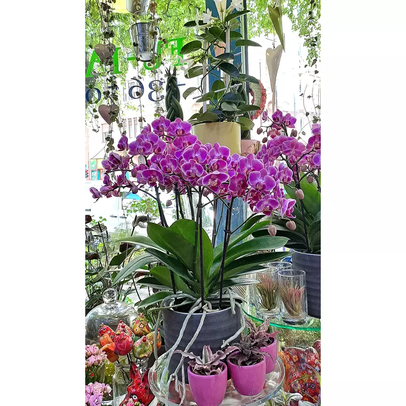 Orchidea extra