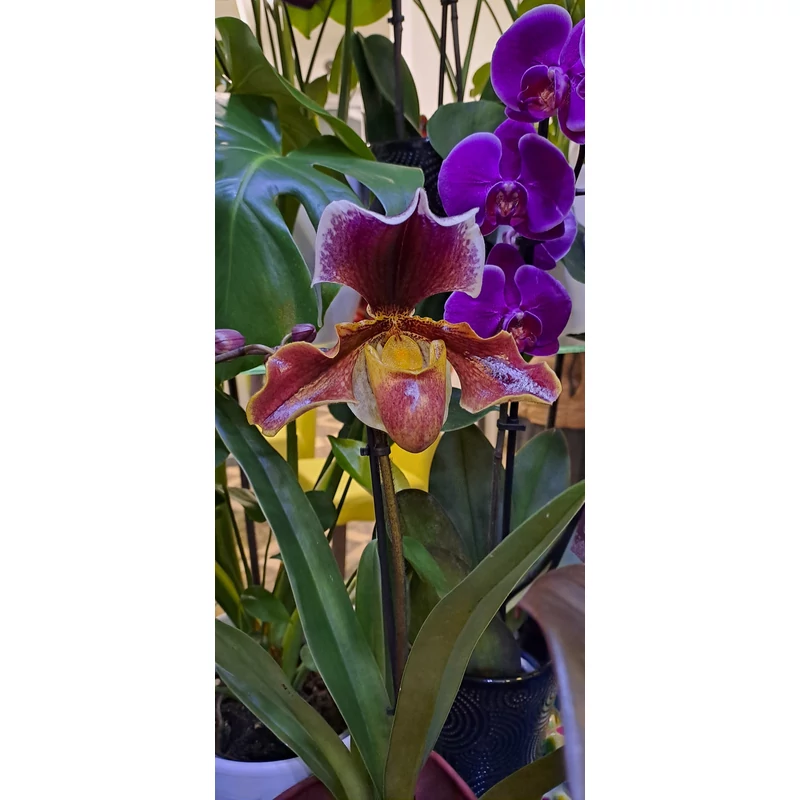 Papucs orchidea - Phapiopedilum sp.