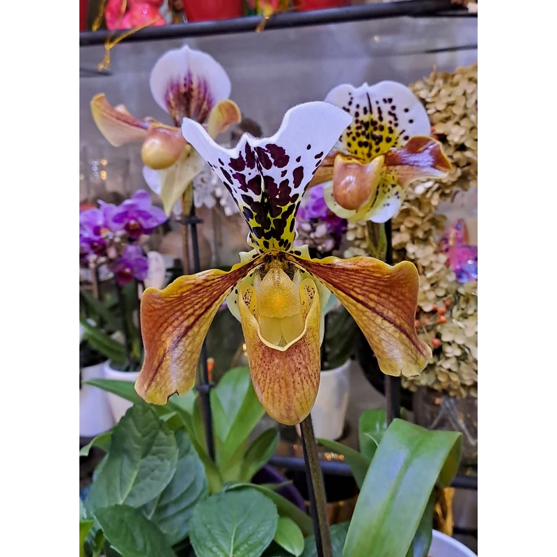 Papucs orchidea - Phapiopedilum sp.