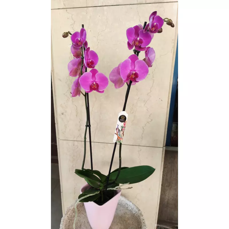 Orchidea - Phalaenopsis 