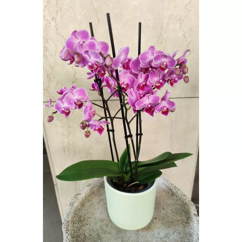 Orchidea - Phalaenopsis 