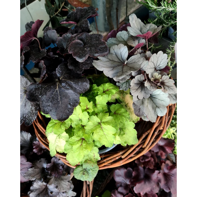 Tűzeső - Heuchera sp. 
