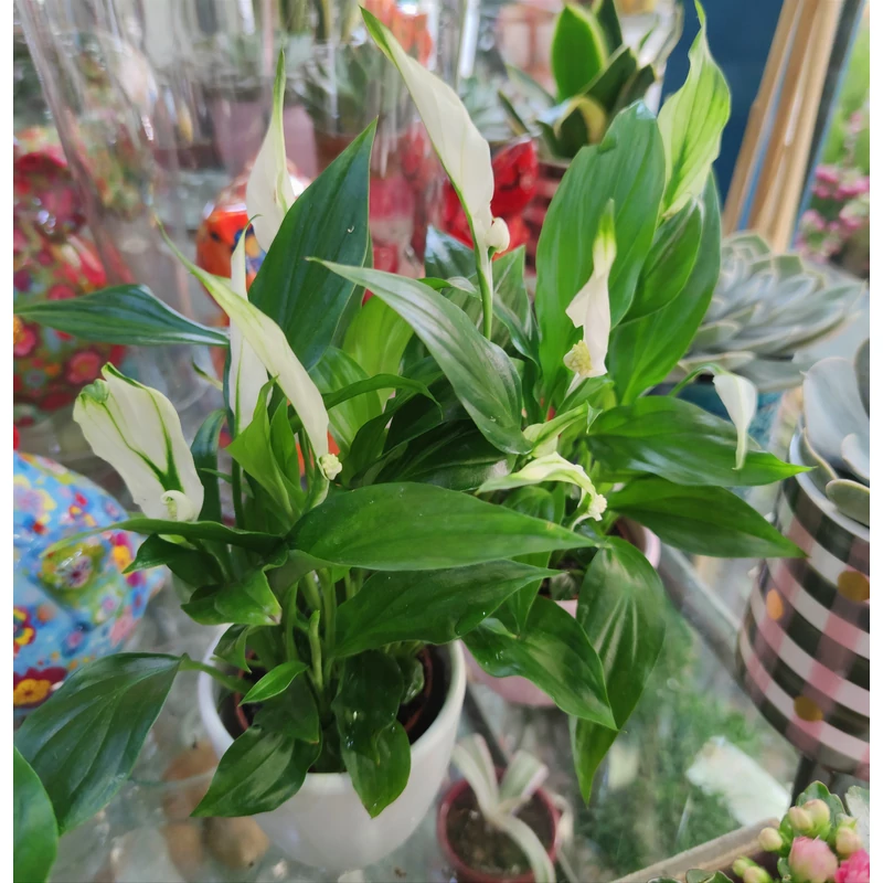 Vitorlavirág - Spathiphyllum wallisii