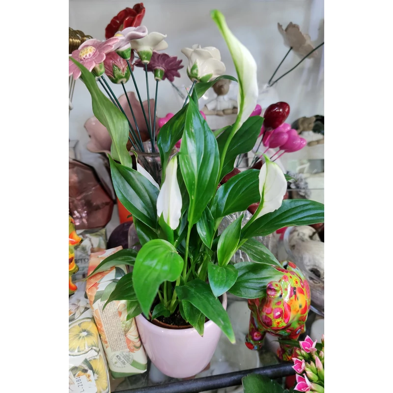 Vitorlavirág - Spathiphyllum wallisii