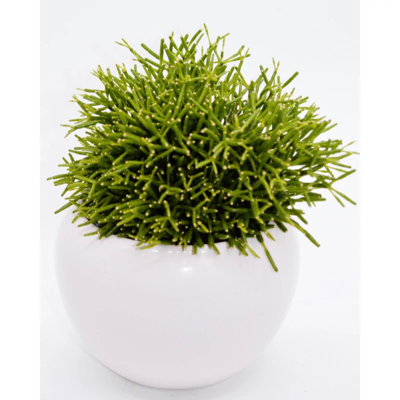 Vesszőkaktusz - Rhipsalis sp.