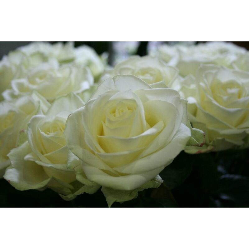 fehér rózsa csokor